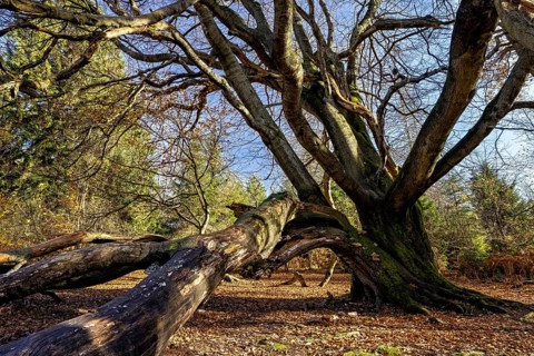 A huge tree with branched branches in the forest, sun rays illuminate the autumn leaves, The beech