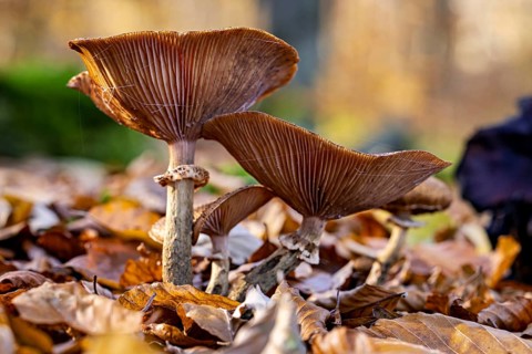 Autumn mushrooms grow from leaves on the forest floor. The brown caps and stems stand in natural