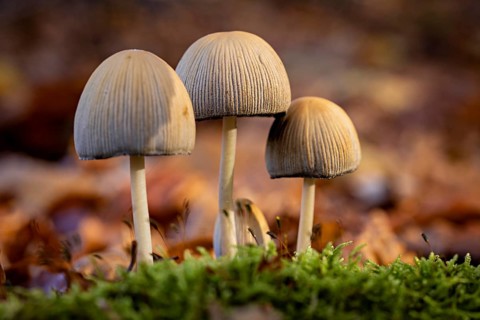 Three mushrooms in lush moss surrounded by blurred leaves in autumn, The common mica tintling