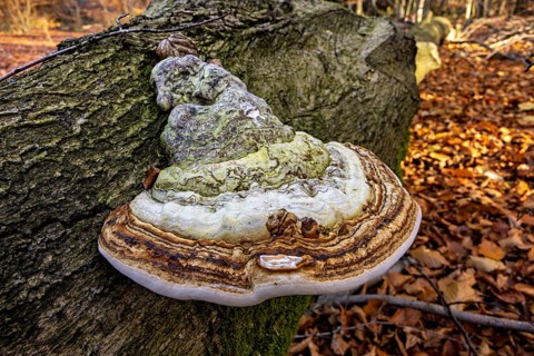 A large mushroom grows on a tree trunk in autumn forest with moss and autumn leaves, the tinder