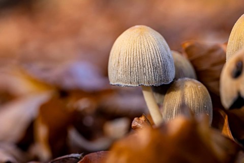 Close-up of mushrooms in autumn leaves, warm colors, autumnal atmosphere, The common