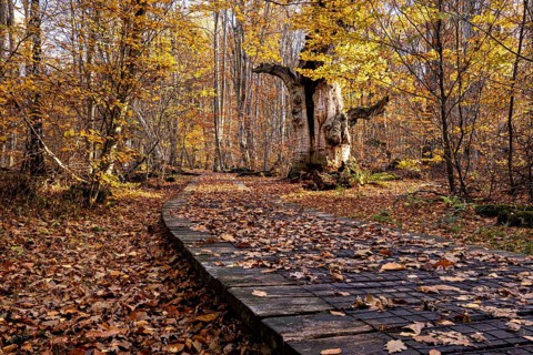 Holzsteg leads through an autumnal forest with a distinctive old tree, The old oaks of the