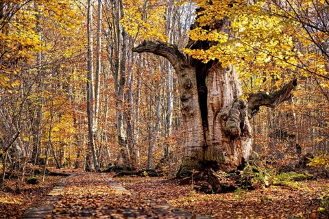 Large tree in autumn forest, surrounded by colorful leaves, next to a wooden walkway, The old oaks