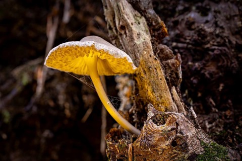 A mushroom with yellow details grows from a tree trunk in the forest, the mouse tail ruebling