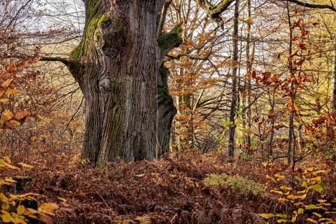 An old tree stands in autumn forest, surrounded by dry leaves and moss, The old oaks of the