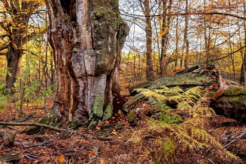 A massive old tree with ferns in autumn forest, surrounded by leaves, The old oaks of the