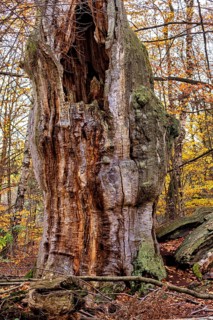A hollow, old tree trunk with moss surrounded by colorful autumn leaves, The old oaks of the