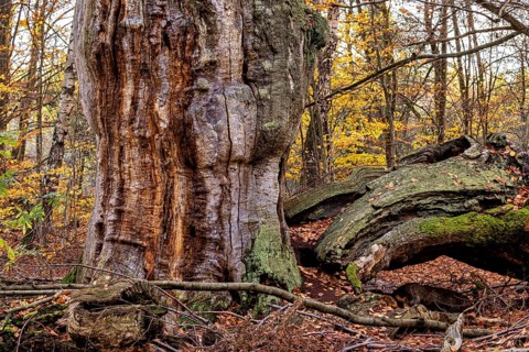 Massive old tree trunk with moss in an autumnal forest full of leaves, The old oaks of the