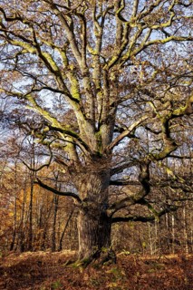 A large, branched tree in an autumnal forest, The old oaks of the Reinhardswald jungle near