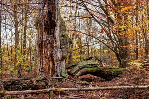 An impressive tree in autumn forest, next to a fallen trunk, The old oaks of the Reinhardswald