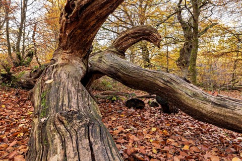 Weathered tree trunk in autumn forest, surrounded by colorful leaves and a relaxed forest