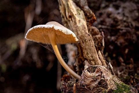 A single mushroom grows from a tree trunk in a dark forest, the mouse tail (Baeospora myosura) on a