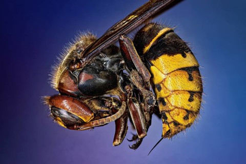 Macro shot of a wasp with clear details against a blue background, The Hornet or European Hornet