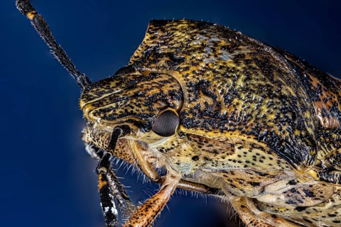Macro image of an insect with complex patterns and textures on a blue background, portrait of a