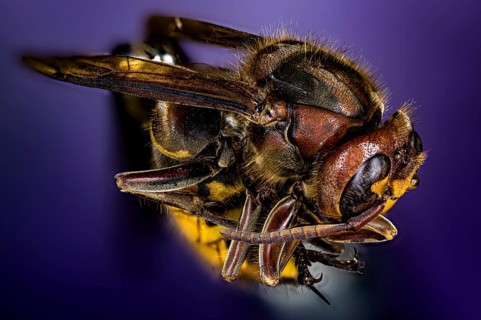 Detailed macro shot of a wasp on a purple background, The Hornet or European Hornet (Vespa crabro)