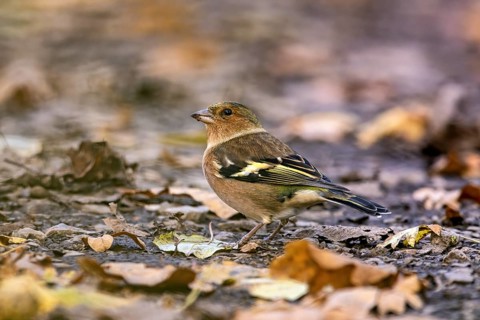 A small bird sits on the autumnal ground surrounded by colorful leaves, The chaffinch on the forest