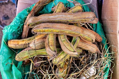 A bunch of dried beans in a green wrap on a natural background, The fruits of the ice cream bean