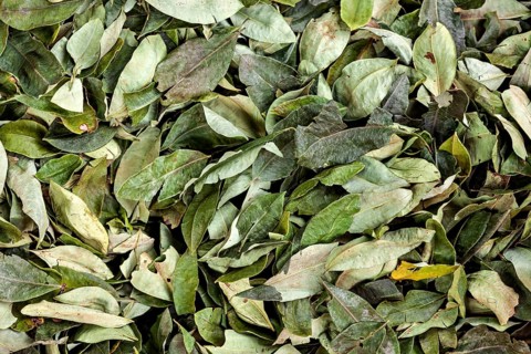 Close-up of green leaves showing natural texture and detail, selling coca leaves at the