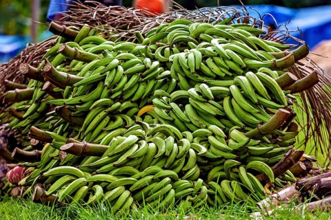 Lush green banana trees lie on grass in rural surroundings, green bananas at the Rurrenabaque