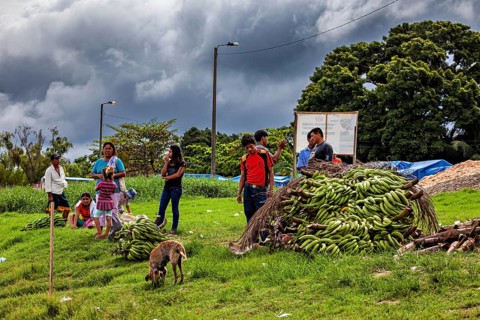 Group of people with dogs next to piles of bananas under threatening skies in a field, The