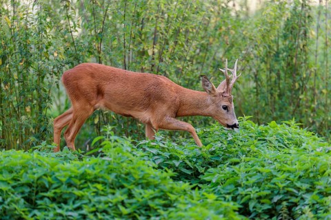 A roe buck (Capreolus capreolus) crosses a nettle thicket. Bavaria, Germany