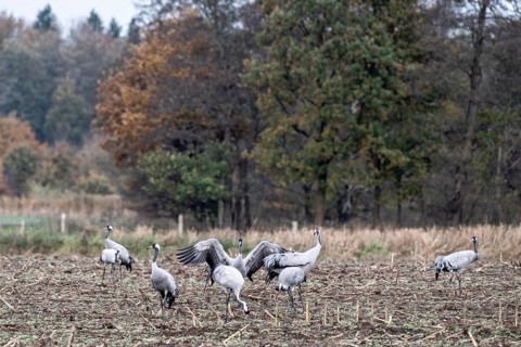 Cranes (Grus grus), Lower Saxony, Germany