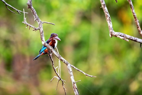 Kingfisher on a branch, harmonious interplay of bird and nature, in the middle of a green forest,