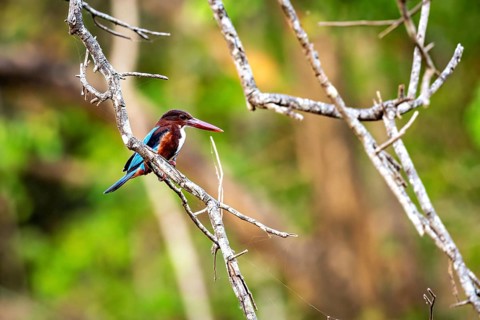 Kingfisher sits on a branch surrounded by green forest, warm sunlight gives the scene liveliness,