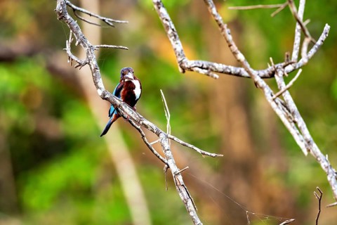 Kingfisher on a branch in a forest with a blurred background that creates a relaxed atmosphere, The