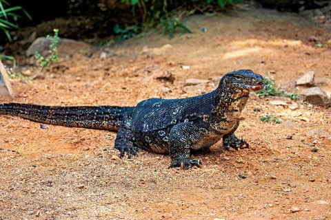 The monitor rests on dry soil, in a natural environment with stones and vegetation, The bandaid