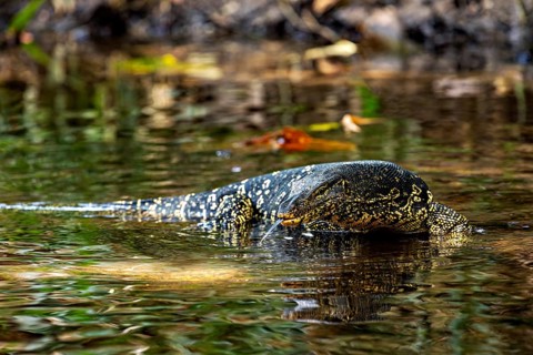 A monitor crosses still water surrounded by grasses and reflecting sun rays, The banded monitor in