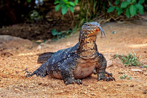 Monitor sitting on dry soil, looking forward and tongue sticking out, surrounded by natural
