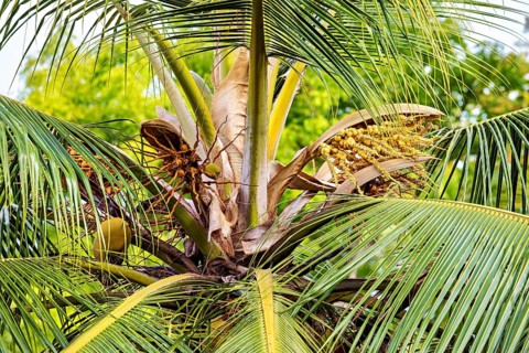 Close-up of a coconut tree with lush green leaves and unripe fruit, The crown of a coconut palm