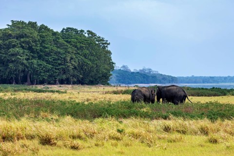 Two elephants graze in an open grassland against a wooded background under a blue sky, the Sri