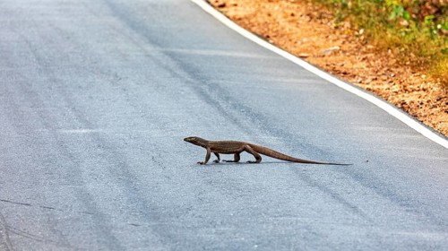 A monitor crosses a paved road in a natural environment in sunny weather, The tying monitor in the