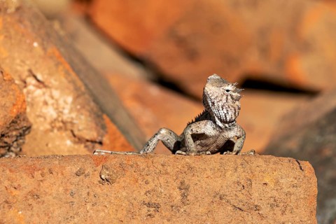 A lizard sits on a brick surrounded by natural materials, the bloodsucker lady sits on a wall near