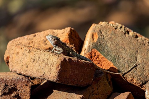 A lizard basks in the open on stacked bricks, the bloodsucker lady sits on a wall near Sigiriya in