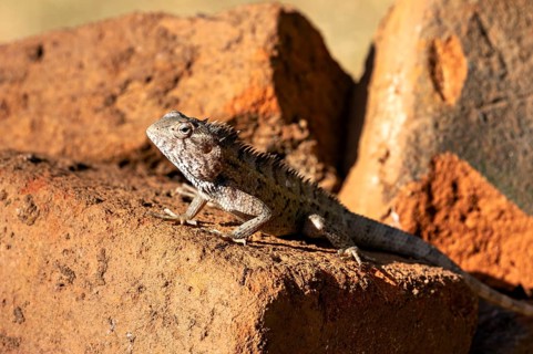 Lizard rests on bricks and enjoys the sun's rays, the bloodsucker lady sits on a wall near Sigiriya