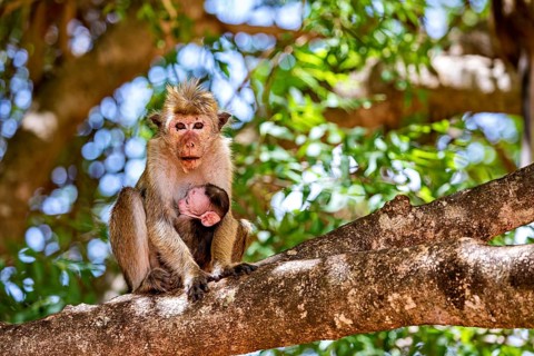 Two monkeys, an adult monkey and a young animal, sit relaxed on a branch in a green environment,