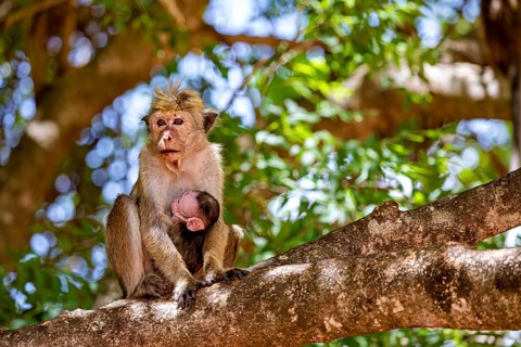 Monkey with young animal sitting on a tree in natural surroundings, surrounded by green leaves and