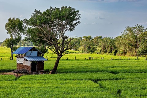 A simple hut with a blue roof stands next to a tree in the middle of a vast green rice field, green