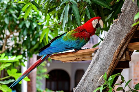 Colourful parrot on a branch in a tropical environment with lush greenery, The red-green macaw in