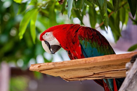 Close-up of a colorful parrot resting on a branch surrounded by green leaves, The red-green macaw