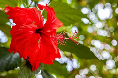 Red hibiscus flower against a blurred green background in vivid colors, the bright red hibiscus