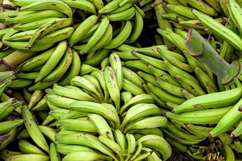 Green banana bundles in an arrangement, freshly harvested in natural surroundings, green bananas at