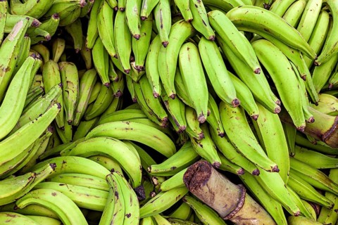 Close-up of green bananas showing fresh and vivid colors, green bananas at the Rurrenabaque market
