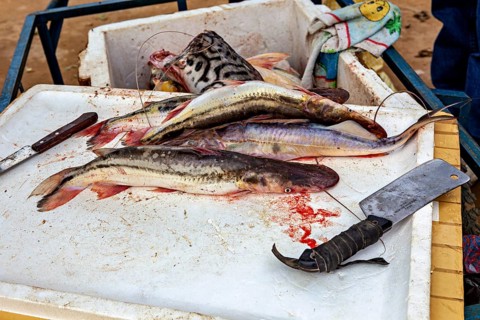 Fresh fish is prepared for processing on a cutting board with knives, freshly caught fish at the