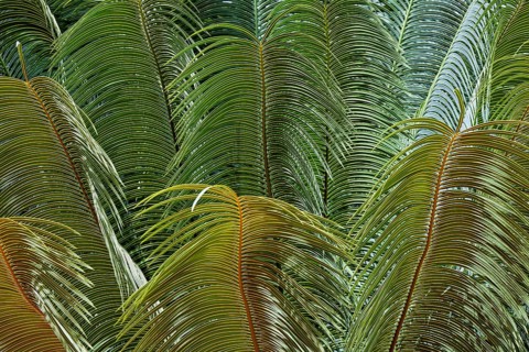 Dense arrangement of tropical leaves in various shades of green and textures, leaves of ferns in