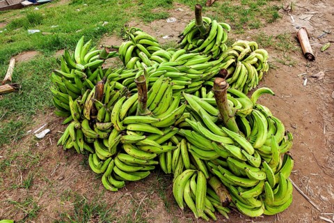 Several bundles of green bananas on grass and soil in natural surroundings, green bananas at the