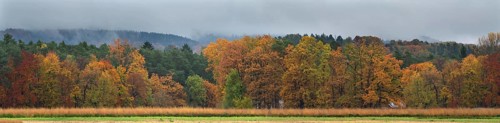 Mixed forest in autumn colors on a rainy day, Eckental, Middle Franconia, Bavaria, Germany